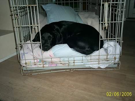 Labrador retriever Freja (Formel 1) - mmmm.. sover i mit dejlige bur :).. (men bruger det ellers Aldrig) billede 16