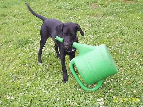 Labrador retriever Freja (Formel 1) - Heii Mia.. Se hva jeg har :) ha ha ha ha billede 17