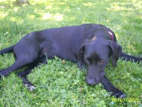 Labrador retriever Freja (Formel 1) - jeg tager lige en slapper :) billede 18