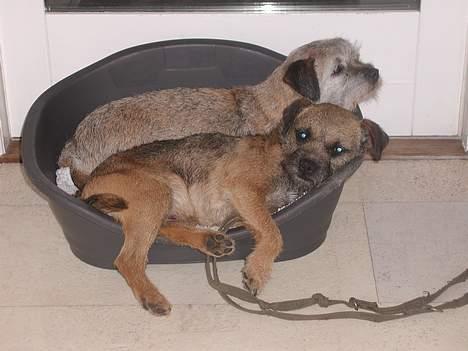 Border terrier Lutra's Rival - Viggo tager en slapper med oldemor-Coco billede 1