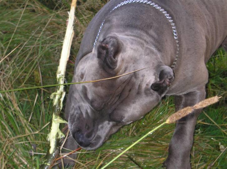 Amerikansk staffordshire terrier Basse(=  billede 1