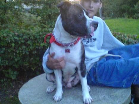 Blanding af racer Jack billede 13