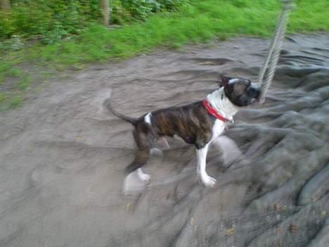 Blanding af racer Jack billede 14