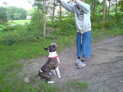 Blanding af racer Jack billede 15