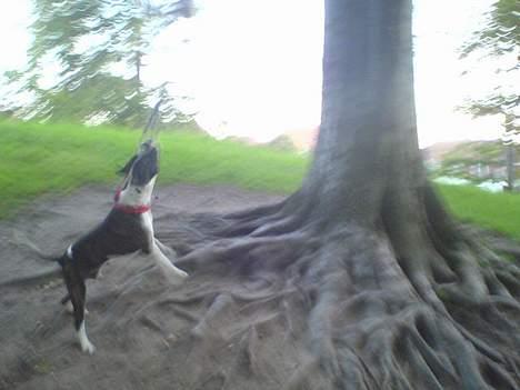 Blanding af racer Jack billede 17