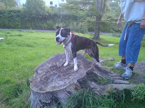 Blanding af racer Jack billede 18