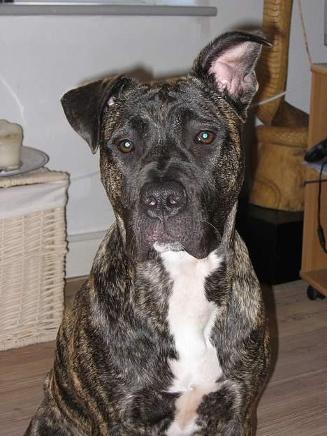 Dogo canario Gucci - En lille seriøs vovse billede 7