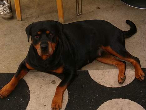 Rottweiler Fattiggården's Carla *død* - "hva vil du nu" :) billede 2