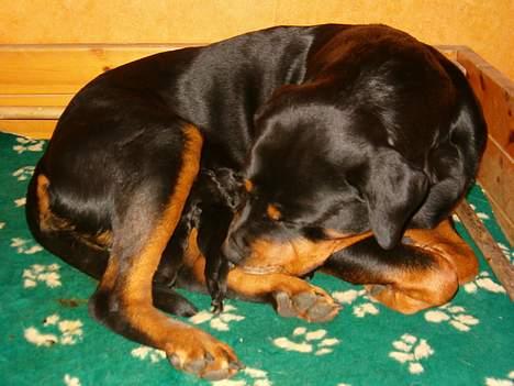 Rottweiler Fattiggården's Carla *død* - Mine første børn, jeg var så stolt  billede 3