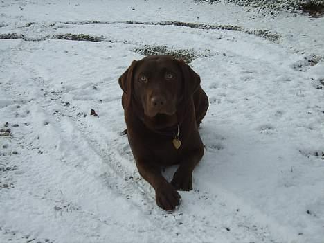 Labrador retriever Athene  billede 1