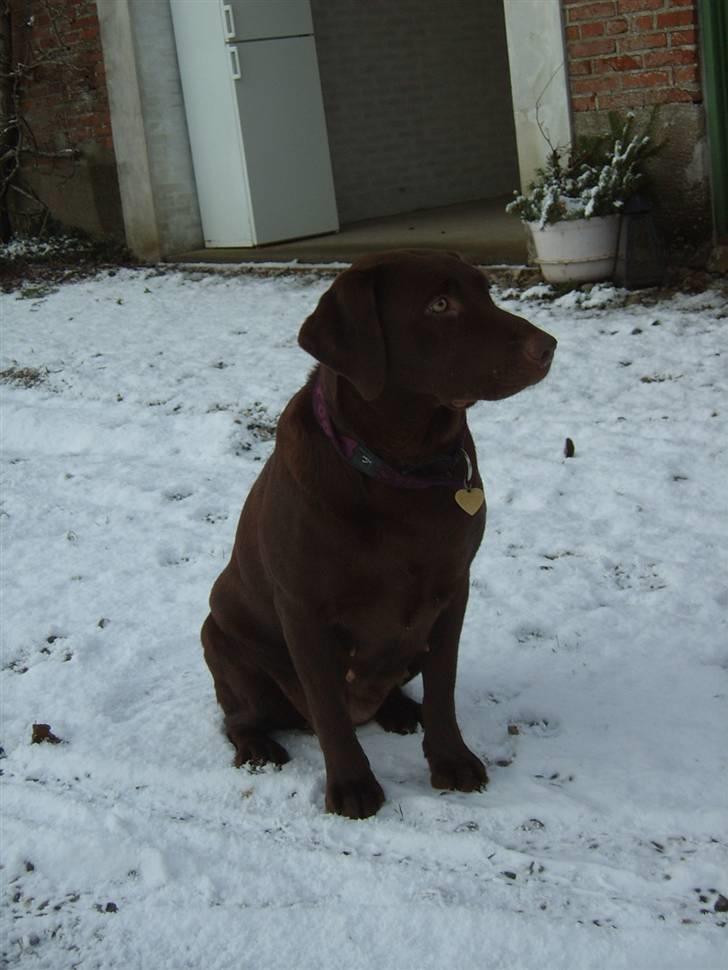 Labrador retriever Athene  - "Jeg elsker venter" billede 2