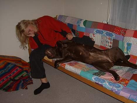 Labrador retriever Athene  - Hun er en rigtig kæle og hygge hund. billede 3