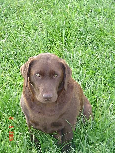 Labrador retriever Athene  - Athene i sommer græset. billede 4