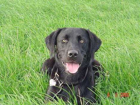 Labrador retriever Athene  - Soffi første kuld. billede 5