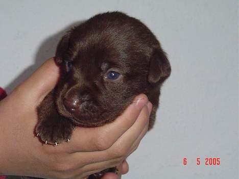 Labrador retriever Athene  - Hvalpen Noha andet kuld. billede 6