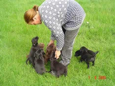 Labrador retriever Athene  - Alle 9 fra sidste kuld. billede 7