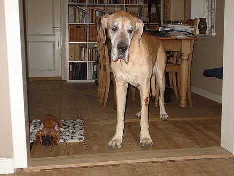 Fransk bulldog Abby (Lancomes Victoria) - Hvorfor lægger du dig ikke også ned. billede 12