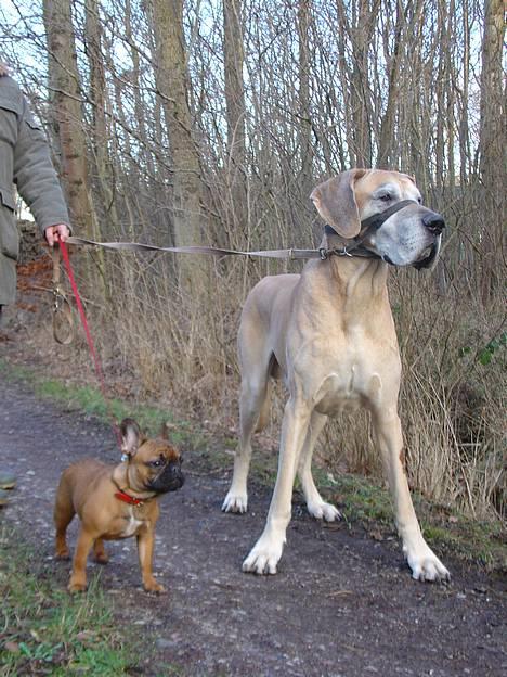 Fransk bulldog Abby (Lancomes Victoria) - Skovtur. billede 13