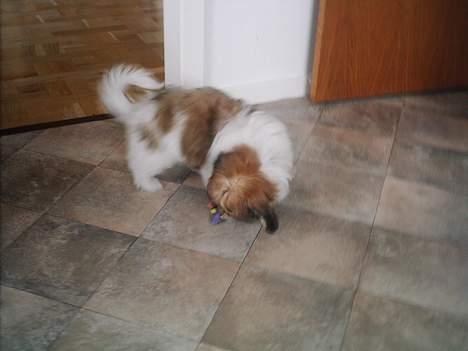 Coton de tulear Trille  - Trille leder efter sig selv.... billede 6