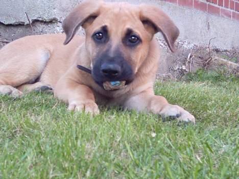 Blanding af racer Cato Bønnelykke  - bøøhh.. billede 4