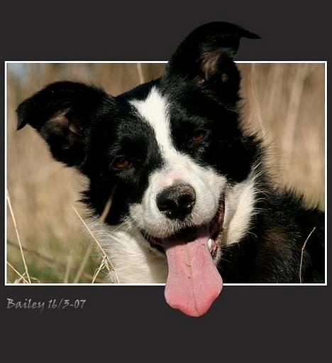 Border collie Bailey Himmelhund - Solskinshunden billede 1