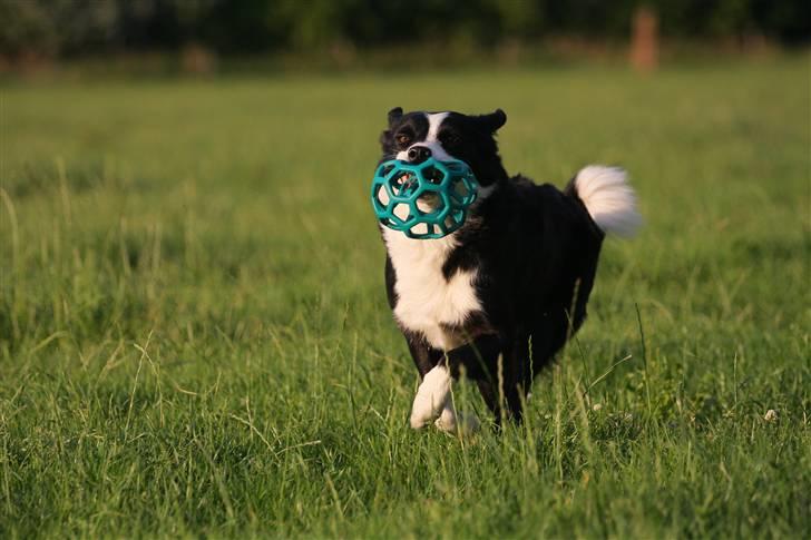 Border collie Bailey Himmelhund billede 2