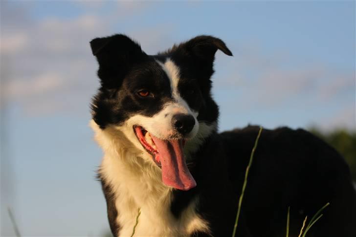 Border collie Bailey Himmelhund - Min dejlige Bailey billede 3