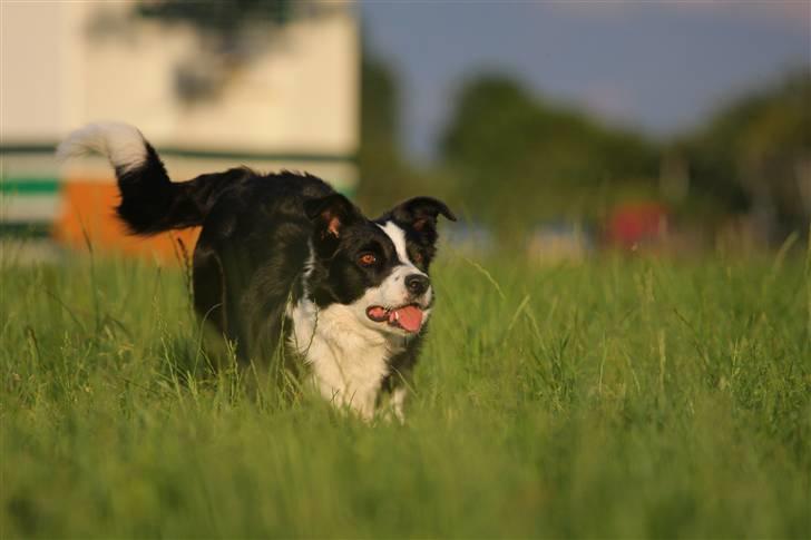 Border collie Bailey Himmelhund billede 4