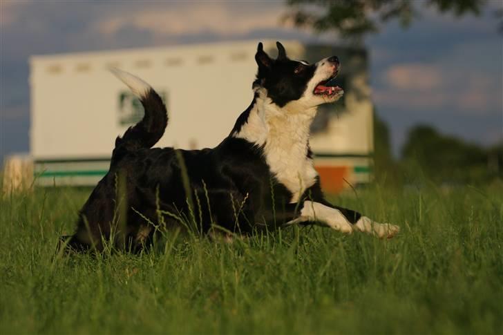 Border collie Bailey Himmelhund billede 5