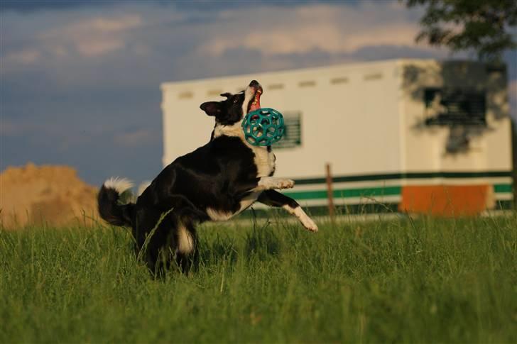 Border collie Bailey Himmelhund - Ææh billede 6