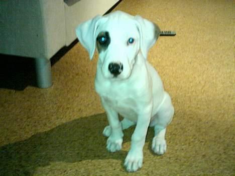 Amerikansk bulldog Fiona billede 9