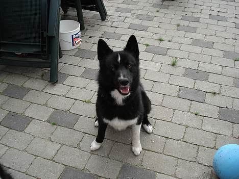 Karelsk bjørnehund Rocco *død* billede 1