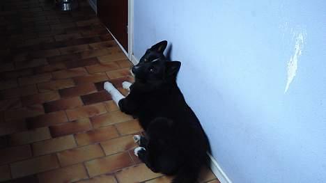 Karelsk bjørnehund Rocco *død* billede 2