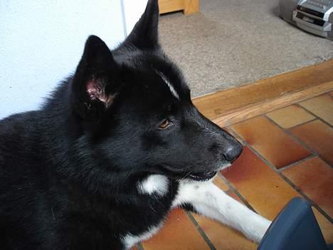 Karelsk bjørnehund Rocco *død* billede 3