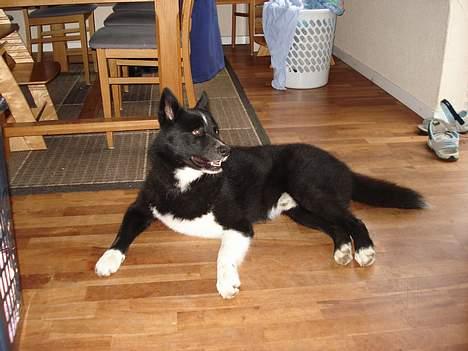 Karelsk bjørnehund Rocco *død* billede 4