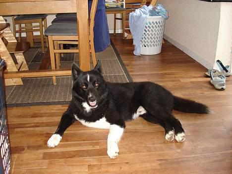 Karelsk bjørnehund Rocco *død* billede 5