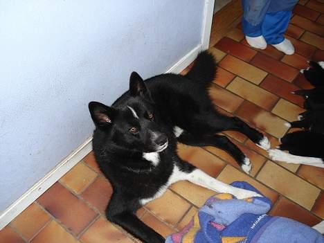 Karelsk bjørnehund Rocco *død* - Rocco ligger og passer på, mens hvalpene spiser billede 6