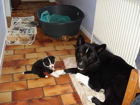 Karelsk bjørnehund Rocco *død* - Her ses Rocco med en af de 8 hvalpe vi også har billede 7