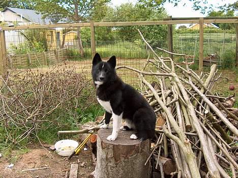 Karelsk bjørnehund Rocco *død* billede 8