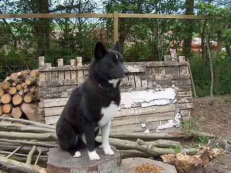 Karelsk bjørnehund Rocco *død* billede 9