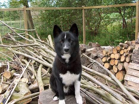 Karelsk bjørnehund Rocco *død* billede 10