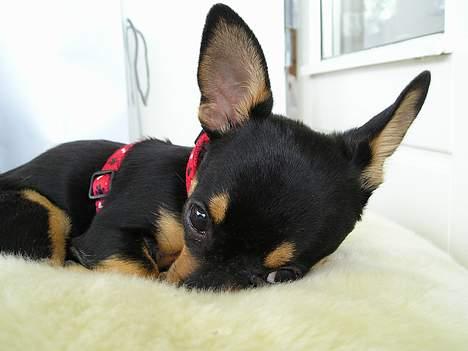 Chihuahua Chanel billede 17