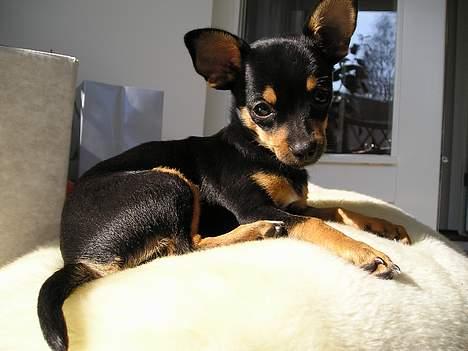 Chihuahua Chanel billede 18