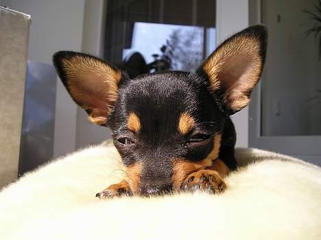 Chihuahua Chanel billede 19