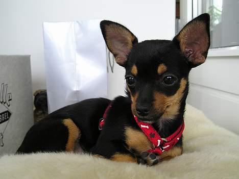 Chihuahua Chanel billede 20