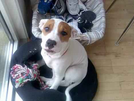 Amerikansk staffordshire terrier Emma - Jeg sidder lige her mor.. billede 1