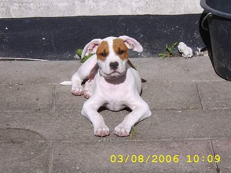 Amerikansk staffordshire terrier Emma - Ælsker at ligge i solen og sole mig!! billede 2