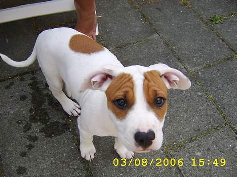 Amerikansk staffordshire terrier Emma - JA!!! hva er der? billede 3