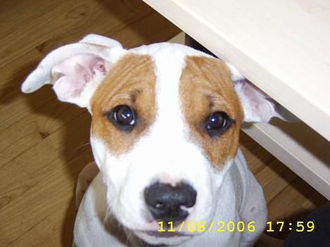 Amerikansk staffordshire terrier Emma - Er jeg ikke bare dejlig!!? billede 4