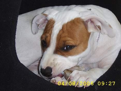 Amerikansk staffordshire terrier Emma - Ligger i kattens hule... billede 5